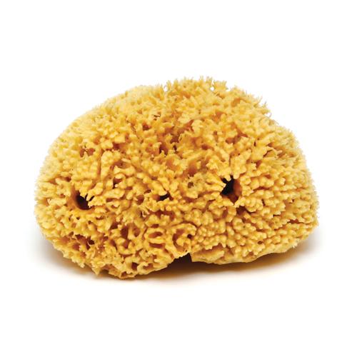 Premium Natural Sea Wool Sponge (Cut)